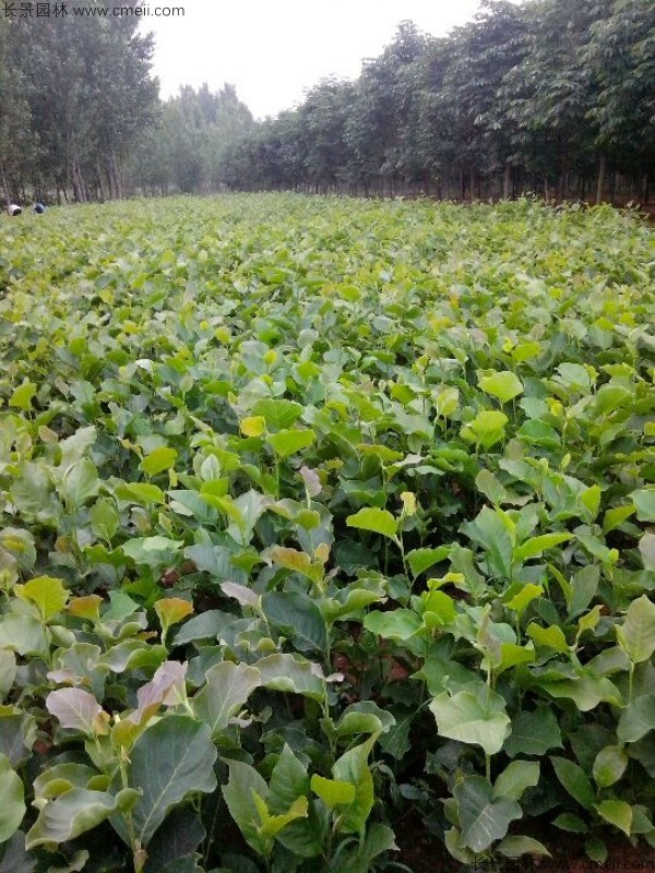 黃玉蘭種子發芽出苗圖片