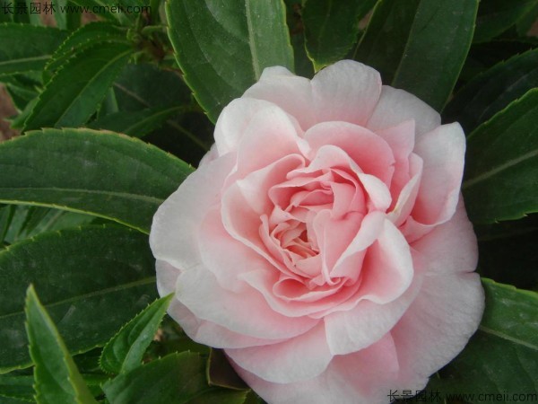 指甲花種子發(fā)芽出苗開花圖片