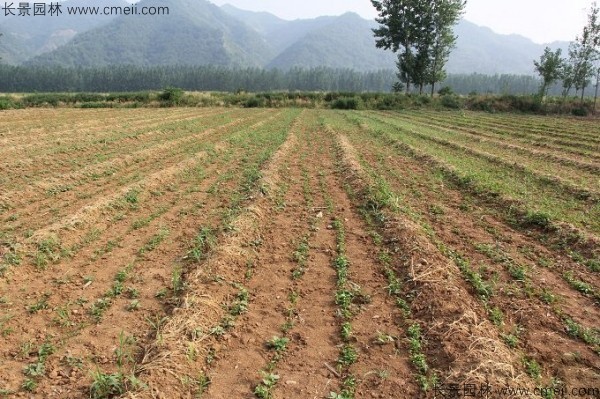 重陽木種子發芽出苗圖片