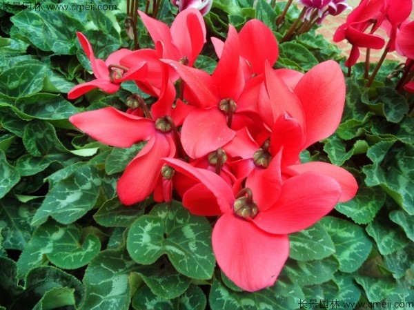 仙客來(lái)種子發(fā)芽出苗開(kāi)花圖片