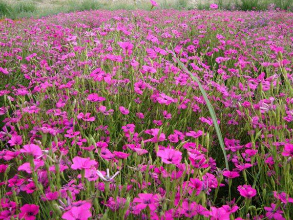 少女石竹 少女石竹