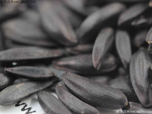 多頭向日葵種子 多頭向日葵種子