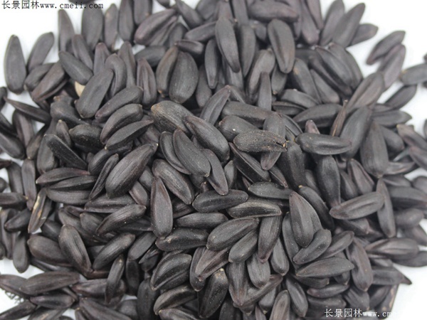 多頭向日葵種子 多頭向日葵種子