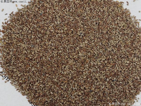 闊葉馬鞭草種子 闊葉馬鞭草種子