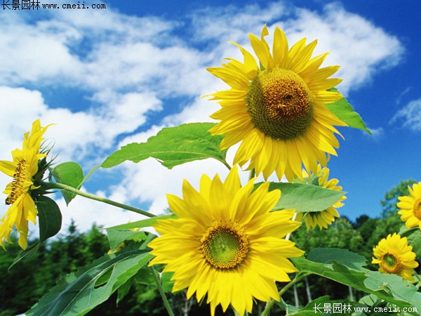 多頭向日葵 多頭向日葵