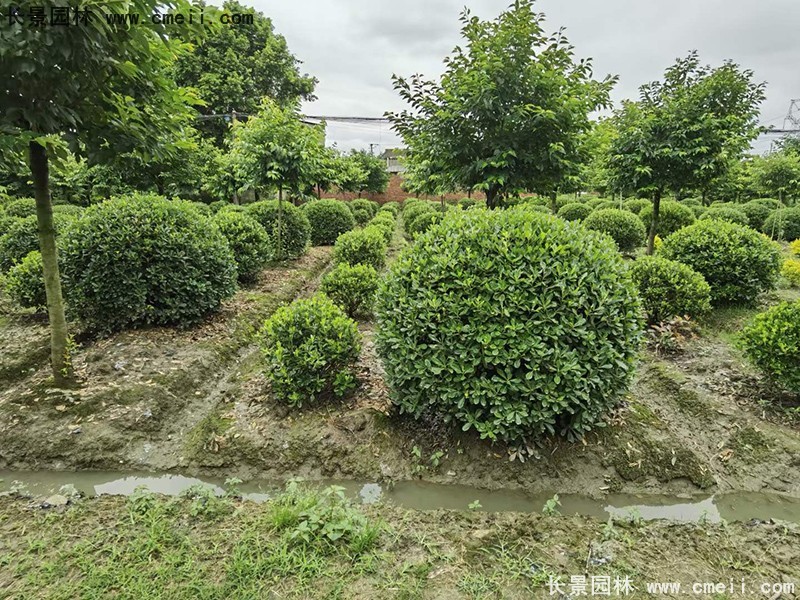 海桐球苗圃批發種植基地長景園林