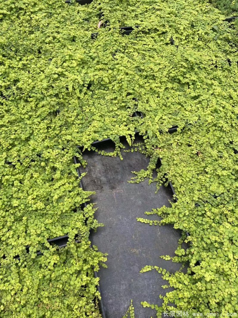 金葉過(guò)路黃 金葉過(guò)路黃