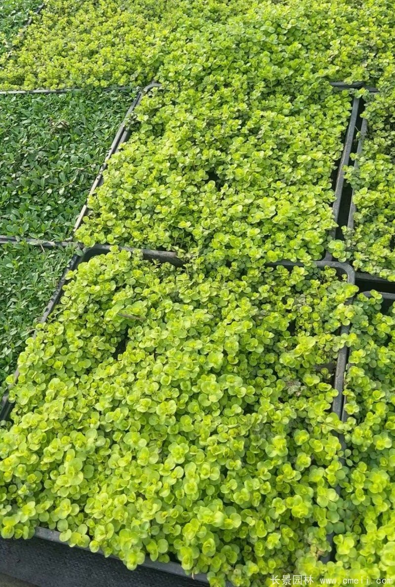 金葉過(guò)路黃 金葉過(guò)路黃