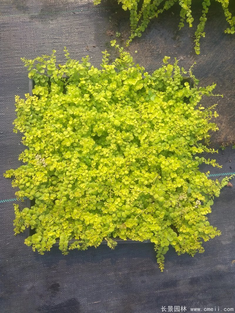 金葉過(guò)路黃 金葉過(guò)路黃