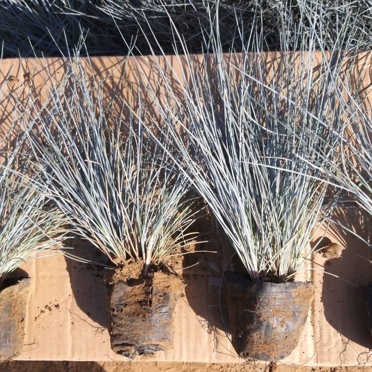 藍羊茅盆苗 藍羊茅盆苗