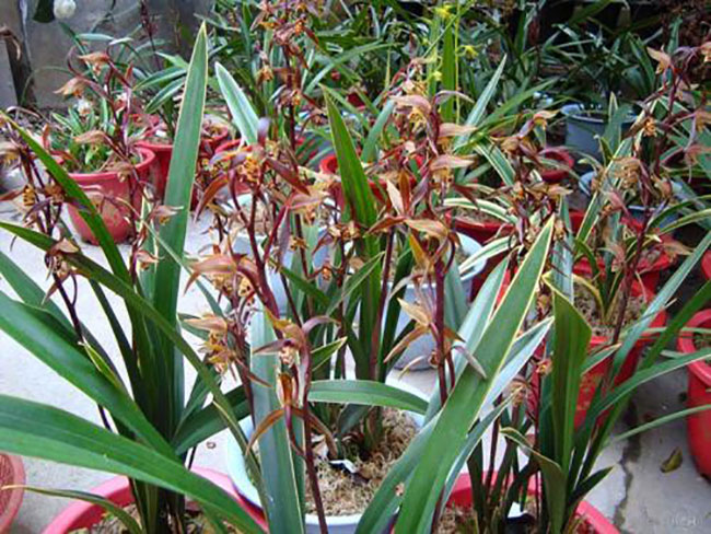 墨蘭種植方法 墨蘭種植方法